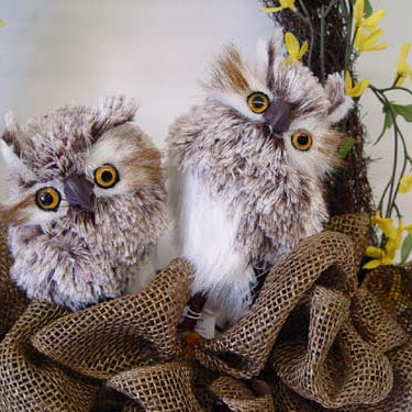 New Feathered Owls from RAZ