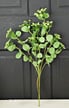 The 20" Green Queen Ann Lace Spray 27011IEI adds a charming touch to your wall as a floral display.