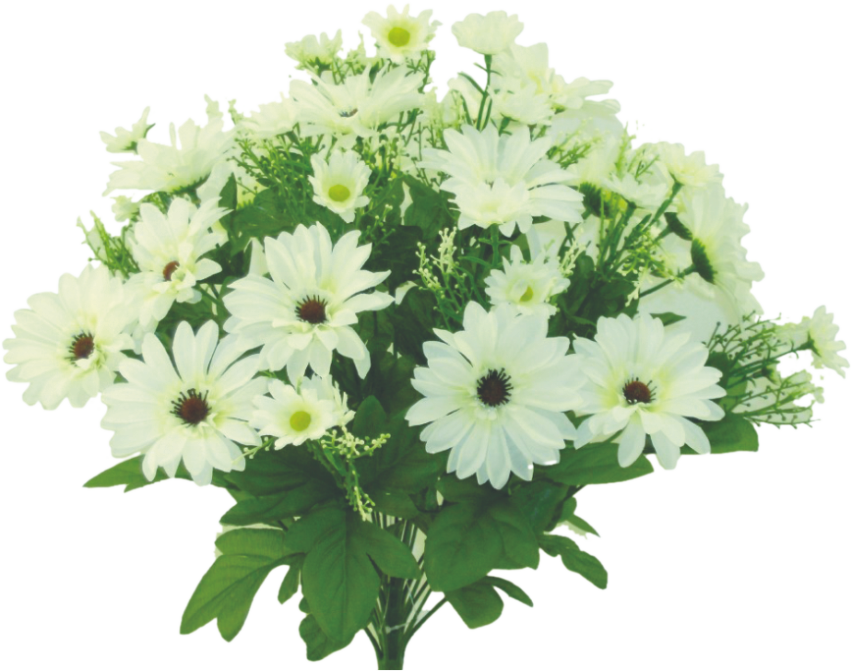 The 17 Cream Color Fast Daisy Bush with 22 stems, featuring white daisies with yellow centers and small green leaves, beautifully captures natures elegance against a creamy background.