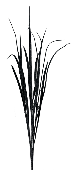 A black and white image of the 32" Black Glitter Sword Grass Spray, featuring long, slender, arching leaves against a dark background.