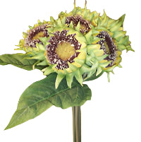 12.5" Green Sunflower Bundle with 7 Stems PL138 GRN