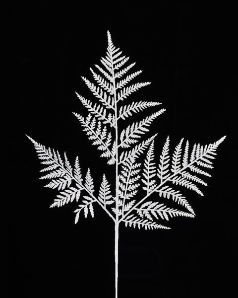 An 18.5L Laser Silver Glitter Fern Leaf Spray (XS244226), sold in a bundle of 6, is shown against a solid black background, highlighting its delicate, intricate fronds and symmetrical branching pattern.
