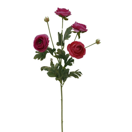 The 26 Fuchsia Ranunculus Spray 84072-Fu, featuring vibrant fuchsia flowers and lush green leaves, stands out against a plain white background, showcasing natures elegance.
