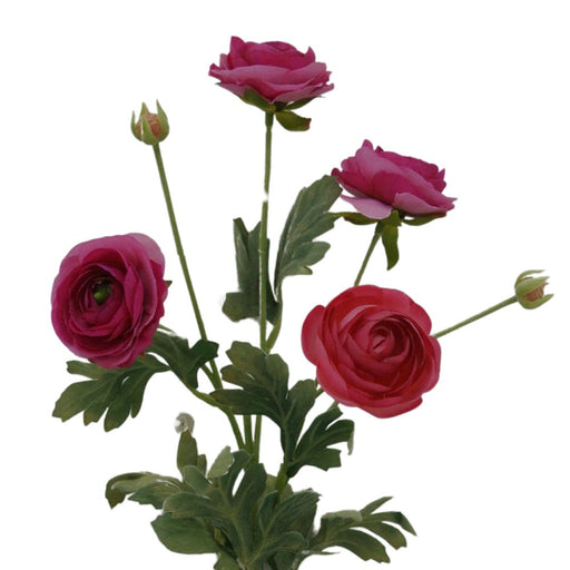 A 26 Fuchsia Ranunculus Spray (84072-Fu) features vibrant fuchsia blooms, lush green leaves, and delicate buds on long stems against a white background.