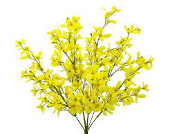 A 20 Yellow Forsythia Bush with 8 stems, each adorned with small, delicate flowers on slender stems, set against a plain white background.