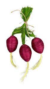 A 12 Red Beet Bundle with 3 stems, product code 63025RD, featuring stylized red beetroots and vibrant green stems tied with twine against a white background.