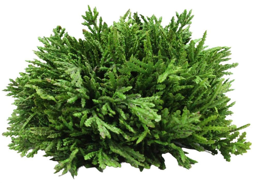 The 6.5Dia Flat Bottom Cedar Ball Natural (FC2211) features dense, fern-like green leaves forming a bushy, flat-bottomed sphere reminiscent of a cedar ball, perfect against a white backdrop.