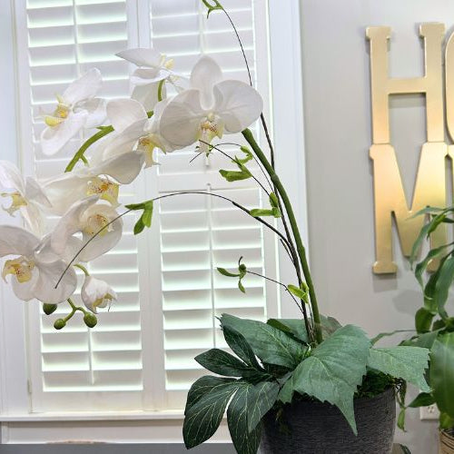 white orchid arrangement