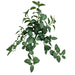 Green hanging Fittonia bush with 7 stems and veined leaves, 15 inches long