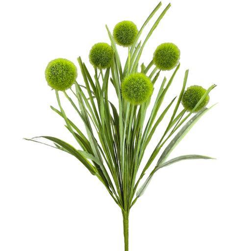 Green pom pom grass spray with five round blooms and long green leaves, 21 inches tall.