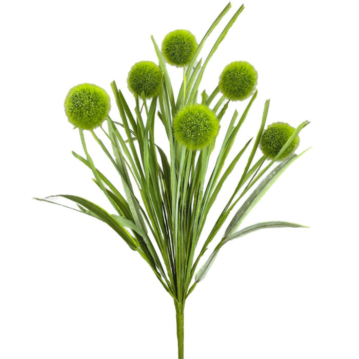 Green pom pom grass spray with five round blooms and long green leaves, 21 inches tall.