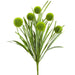 Green pom pom grass spray with five round blooms and long green leaves, 21 inches tall.