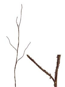 Two bare tree branches against a white background: the left one, a natural masterpiece, is long and thin with multiple offshoots; the right one resembles the 35 Natural 4 Stems Berry Branch—shorter, slightly thicker, with fewer offshoots.