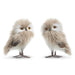 Two fluffy, lifelike 5" Grey Owl Ornaments (4303465) with brown wire legs and yellow eyes stand side by side, part of the charming Raz Holly & Pine Collection, against a white background.