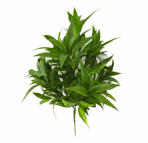 The Mixed Green Ruscus Bush – Plastic Leaves, 16 inches tall with 21 stems (E66261617), features vibrant pointed green leaves in a dense cluster, ideal as wreath greenery filler and shown isolated on a white background.