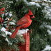 Bright red cardinal perched on a snowy red mailbox decorated with pine greenery, magnolia leaves, and red berries during falling snow