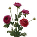 A 26 Fuchsia Ranunculus Spray (84072-Fu) features vibrant fuchsia blooms, lush green leaves, and delicate buds on long stems against a white background.