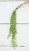 A string of small, round green succulents cascades from a pot on a white tiled wall, beautifully accented by the delicate foliage of the Angel Fern Bush ISB72772IEI.