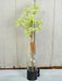 A 21 Green Yarrow Buds Branch ISB78220IEI grows in a tall, clear glass container on a black base, supported by a bamboo stick against white wooden panels.