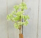A 21 Green Yarrow Buds Branch with delicate leaves stands in a brown pot against a light gray wooden background.