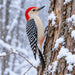 Flat metal winter wildlife sign featuring a red-bellied woodpecker with a bright red head, cream-colored chest, and black-and-white barred wings clinging to a textured tree trunk covered with fresh snow. A softly blurred snowy woodland and falling snowflakes complete the scene. TTE-862.
