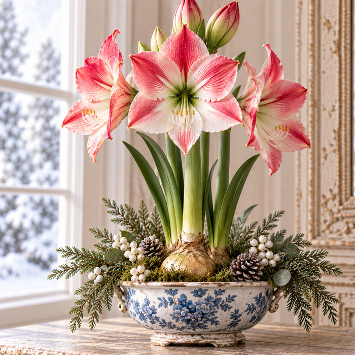 Red and white amaryllis winter metal sign featuring striped amaryllis blooms arranged in a blue and white chinoiserie bowl with evergreen greenery, white berries, and pinecones beside a snowy window. TTE-848.