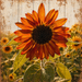 TTE-458 metal sign featuring a rust-colored sunflower against a rustic wood plank background with a sunflower field and warm autumn tones.