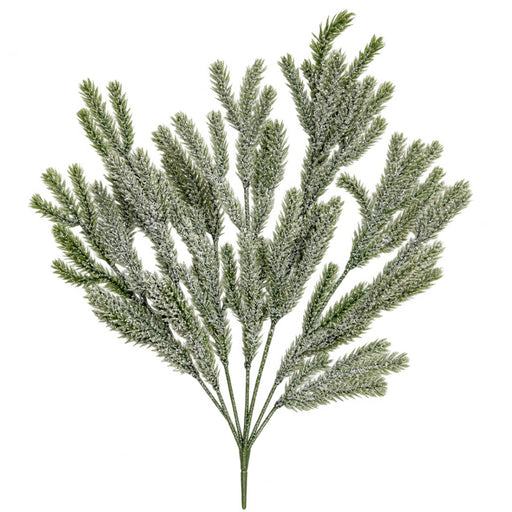 Snowy emerald pine bush with multiple green evergreen branches covered in white frosted snow accents, XG551561-068.