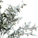 Close-up of small green leaves coated in a textured white snowy finish on winter greenery bush, XG551916-068.