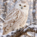Flat metal winter wildlife sign featuring a snowy owl with white and light brown patterned feathers, bright golden-yellow eyes, and feathered feet perched on a snow-covered tree branch. Softly falling snow and a blurred winter woodland create a peaceful background. TTE-858.