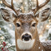 Winter deer metal sign featuring a close-up of a brown buck with snow-covered antlers and face, snowy evergreen trees, and soft golden lights in the background, TTE-888.