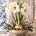 White amaryllis winter metal sign featuring creamy white amaryllis flowers with green stems and buds arranged in a rustic cream bowl with evergreen branches, eucalyptus, and white berries beside a snowy window. TTE-849.