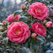 Flat metal sign featuring a winter camellia floral design for seasonal wreath decorating, TTE-897.