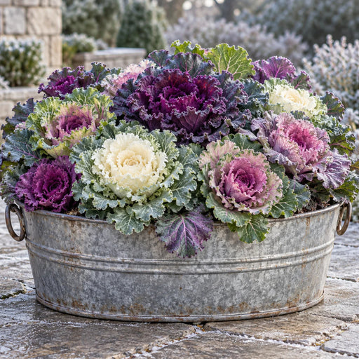 Flat metal winter sign featuring colorful ornamental cabbage and kale with ruffled purple, pink, cream, and green leaves arranged in a rustic galvanized metal tub. Light frost covers the foliage and stone patio, with a softly blurred winter garden in the background. TTE-857.