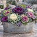 Flat metal winter sign featuring colorful ornamental cabbage and kale with ruffled purple, pink, cream, and green leaves arranged in a rustic galvanized metal tub. Light frost covers the foliage and stone patio, with a softly blurred winter garden in the background. TTE-857.