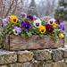 Winter pansy metal sign featuring purple, lavender, yellow, burgundy, and white pansies in a rustic wooden planter resting on a snow-dusted stone wall, TTE-885.