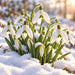 Winter snowdrops metal sign featuring delicate white bell-shaped flowers with green markings emerging through fresh snow, illuminated by soft golden sunlight, TTE-841.