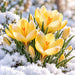 Yellow crocus flowers with orange centers blooming through fresh snow, surrounded by green leaves and unopened buds in warm sunlight on metal wreath sign TTE-828.