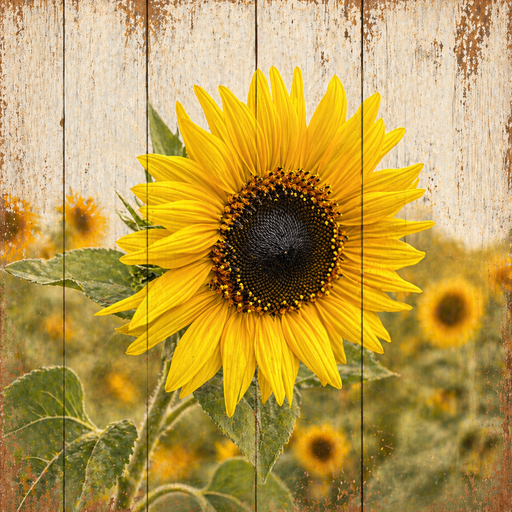 TTE-459 metal sign featuring a bright yellow sunflower against a rustic wood plank background with a sunflower field in soft focus.
