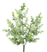 A sprig of the 18 Frosted Eucalyptus Bush With Five Stems (84995Frost), featuring thin, frosted light green leaves, is displayed against a plain light gray background.
