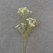 The 26 Queen Annes Lace Stem Cream (SA9018-CRM) features delicate blooms and thin cream stems, highlighted by feathery green leaves on a textured gray background.