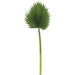 The RAZ Leaf Stem features a single green palm leaf with a long, straight stem and a fan-shaped, spiky-edged blade, isolated on white—ideal for enhancing any botanical collection.